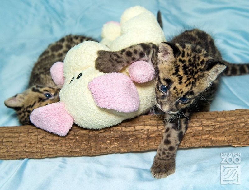 Illustration for article titled Clouded Leopard Cubs First For Houston Zoo, Are Adorable